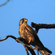 A common kestrel perched on a bare tree branch against a clear blue sky.