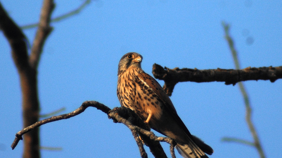 A common kestrel perched on a bare tree branch against a clear blue sky.