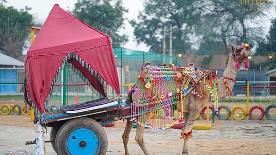 A camel moving a cart draped in red cloth