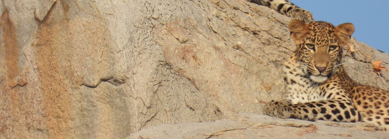 A close up two leopards laying on top of the rocks which has a backdrop of open sky