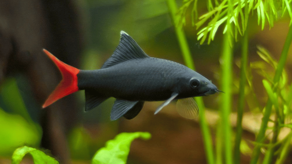 A sleek dark fish with a vibrantly coloured tail fin swimming past aquatic plants in an aquarium.