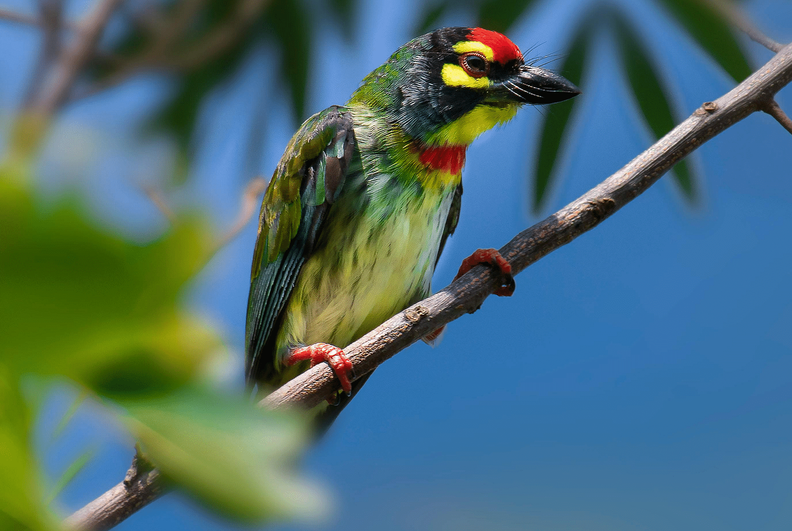 A Coppersmith Barbet perched on a branch