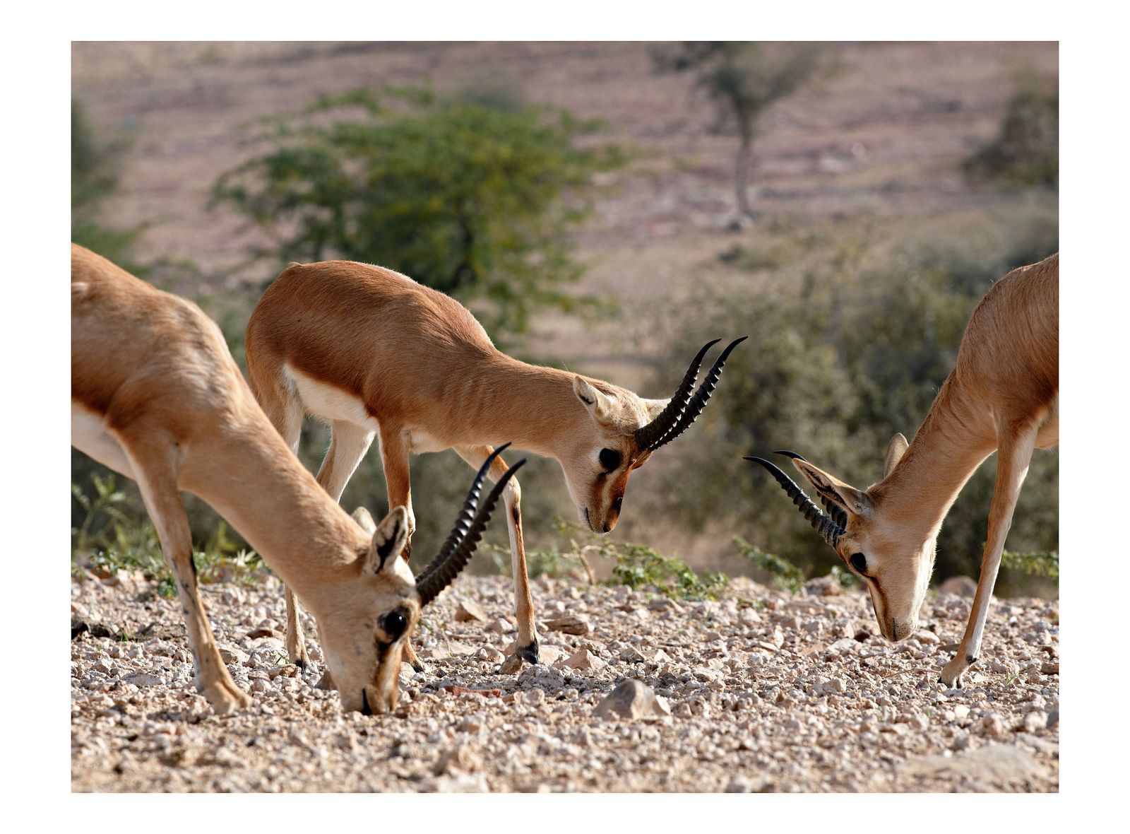 Indian Gazelles grazing in the desert