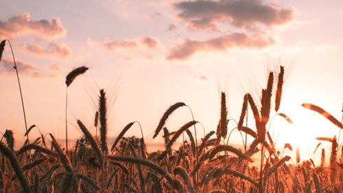 A field of wheat ready to get harvested 