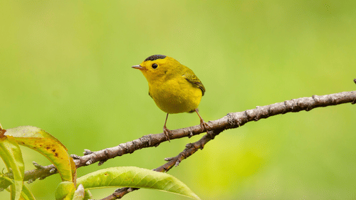 A little bird sitting on a tree branch with few leaves