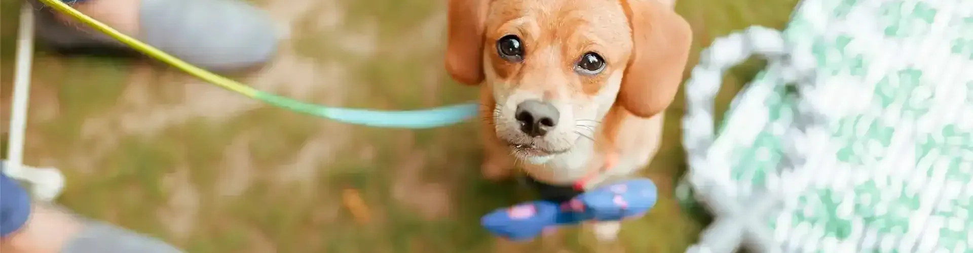 A puppy on leash at Karma Chalets.