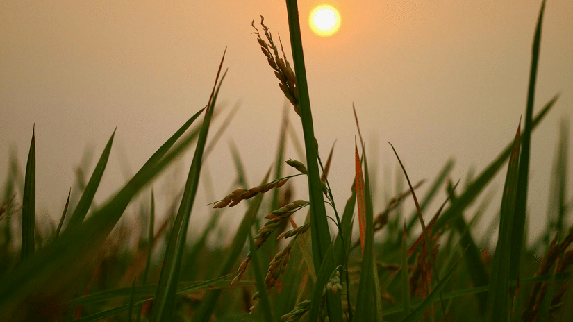 A close-up photograph of tall green grass with the sun low on the horizon in the background.