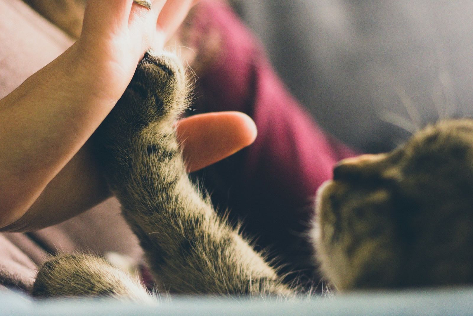 A close-up shot of a person giving a cat a high-five. 