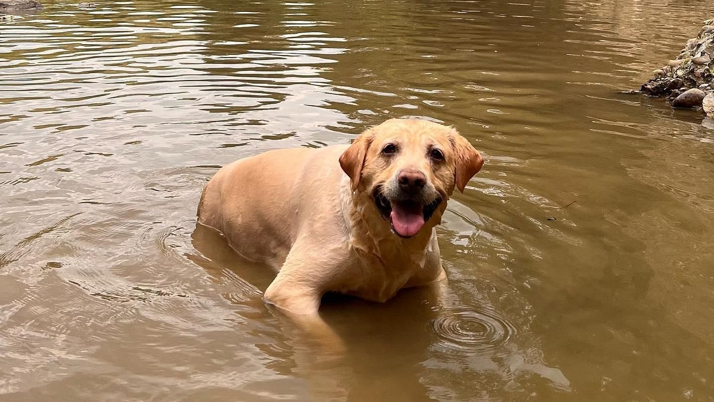 A dog playing in the stream at the Sylvan Retreat, Dehradun.