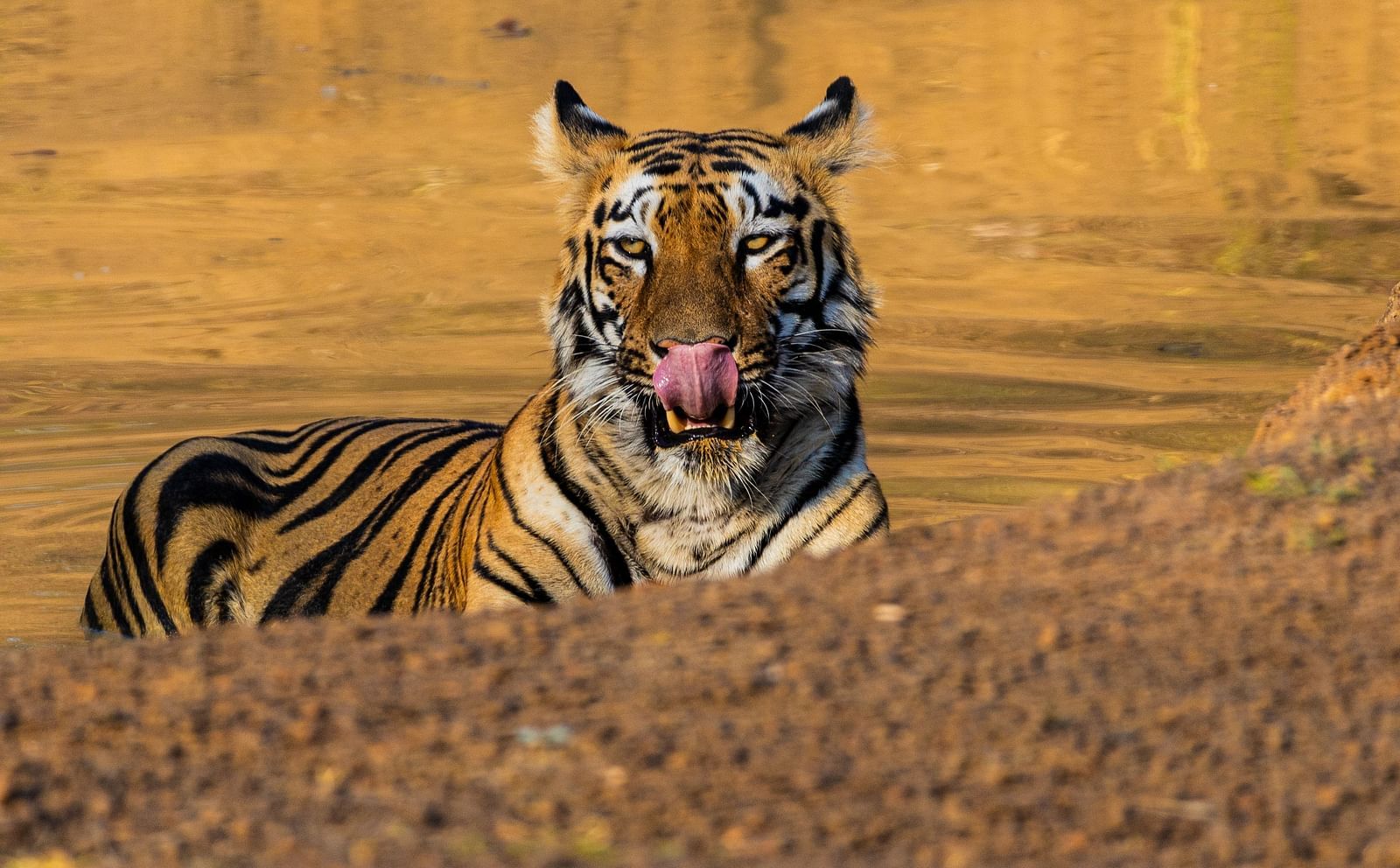 A Bengal tiger sitting and looking at the camera at Trees N Tigers, Tadoba.