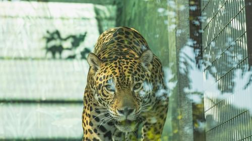 A picture of a tiger with lush green surrounding - Gir 