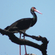 A black stork with a long red beak perched on a bare tree branch under a clear blue sky.
