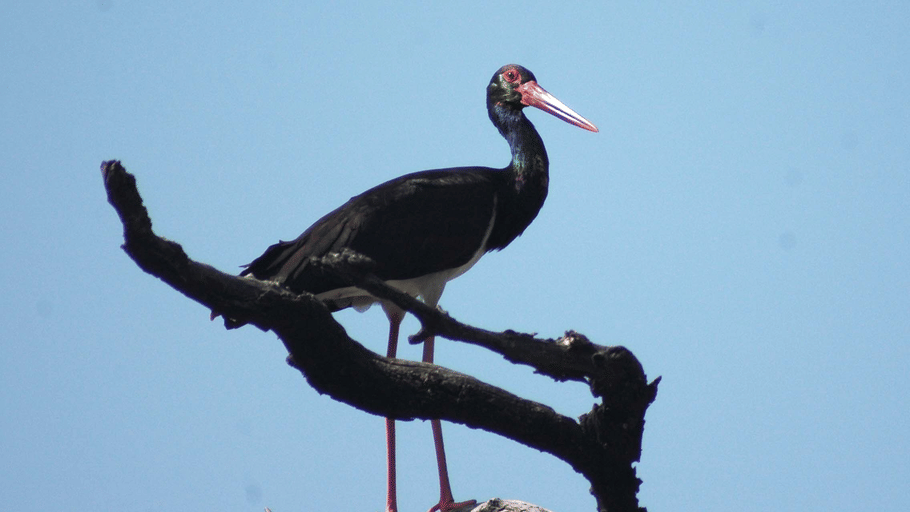A black stork with a long red beak perched on a bare tree branch under a clear blue sky.