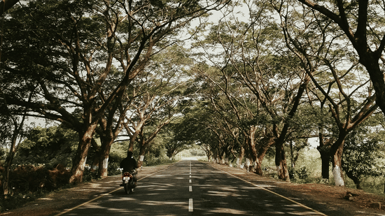 A bike on a tree-lined road forming a natural tunnel with arching branches, light filtering through leaves
