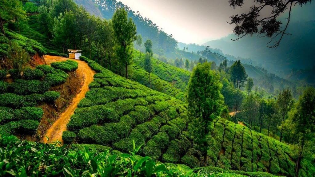 Lush green tea plantations blanket a steep hillside with a winding dirt path and a misty valley in the background.