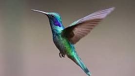 sultanpur bird sanctuary Park Inn, Gurgaon - A Carlson Brand Managed by Sarovar Hotels, hotels in gurgaon 1