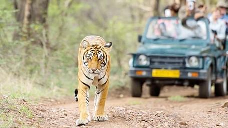 A tiger walking with a group of people inside a safari jeep looking at it - Saraca Resort & Spa, Corbett