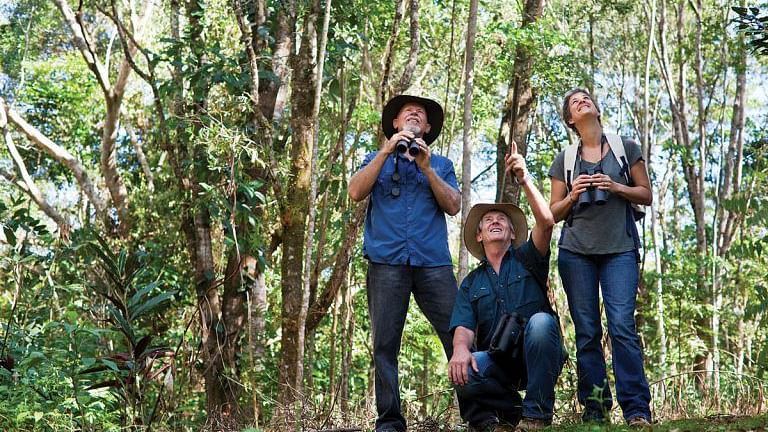 Three birdwatchers looking upwards in a forest.