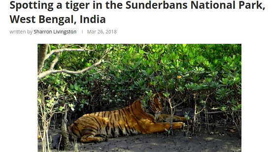 Spotting a tiger in the Sunderbans National Park
