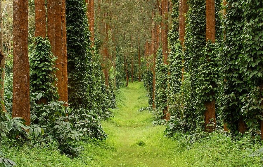 Lush green forest path with dense undergrowth.