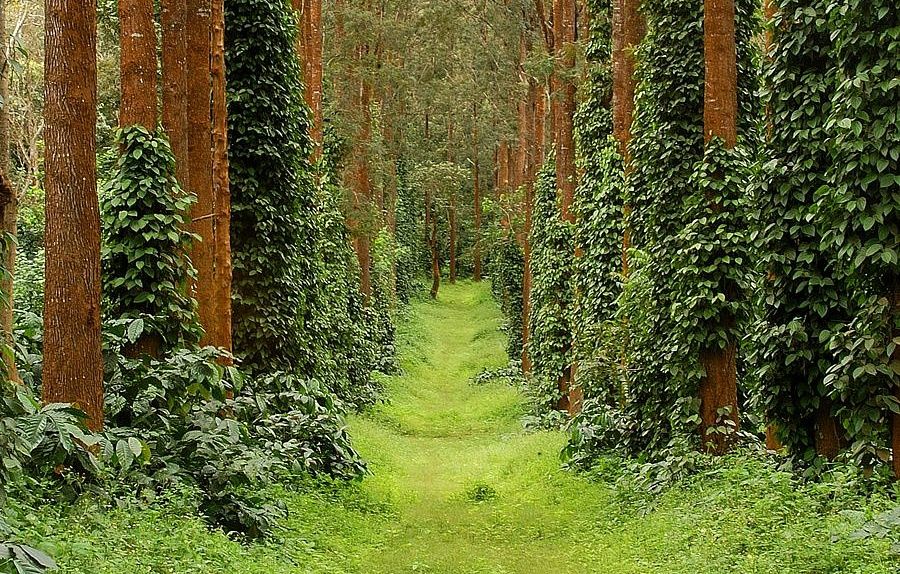 Spec-of-Coffee-Plantation