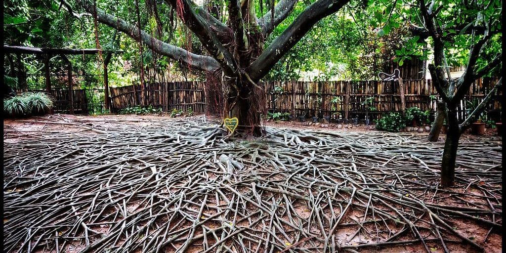 image of the enchanted ficus tree with lush serene green canopy in the top and widely spread roots in the foreground