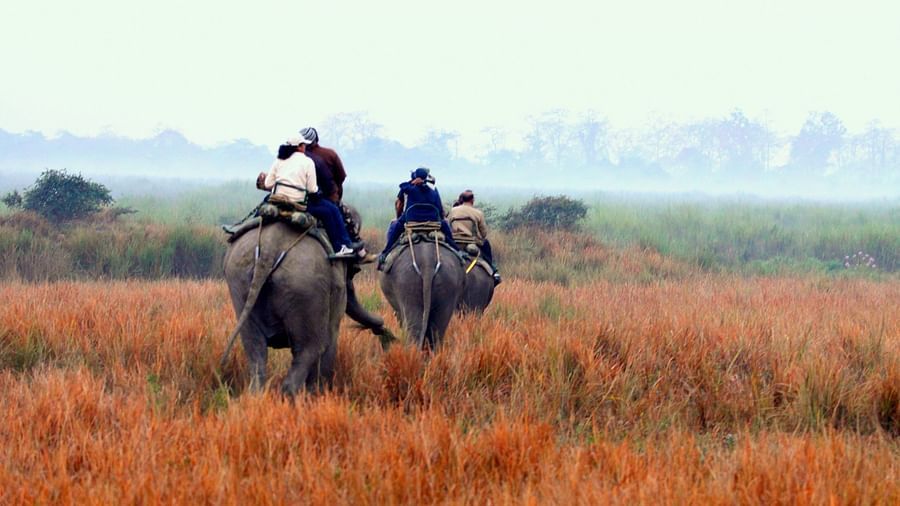 esafari 2500