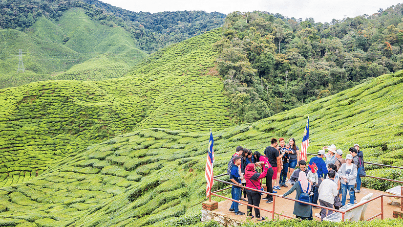 Happy Valley Tea Estate seng7w