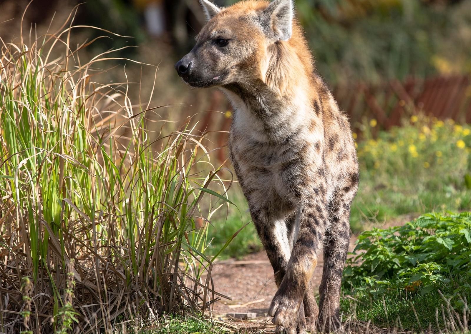 A close up of a hyena walking on a small pathway next to small shrubs in a forested area.