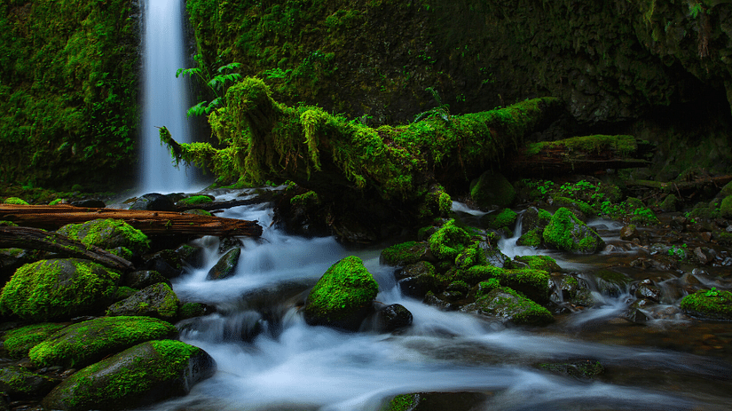 mossy fall 5
