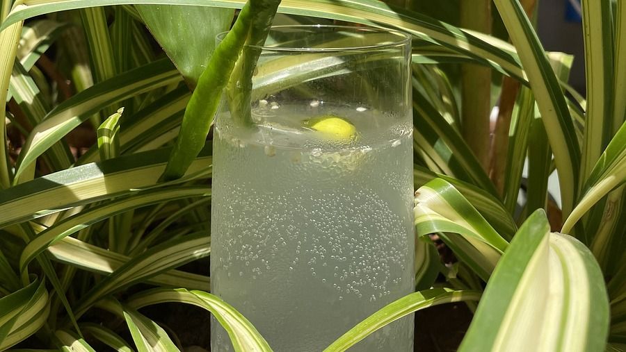 A drink hidden amid foliage - Villa in Palms by V Escapes