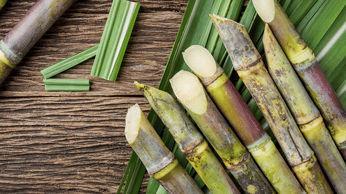 Sugarcane crop on a table