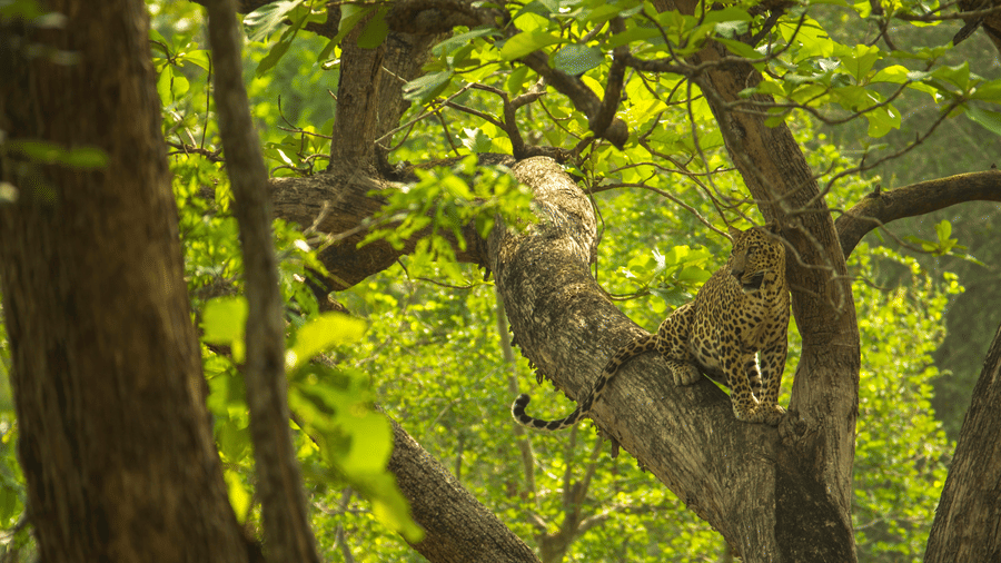 Leopard sitting on a tree in Nagarahole Tiger Reserve
