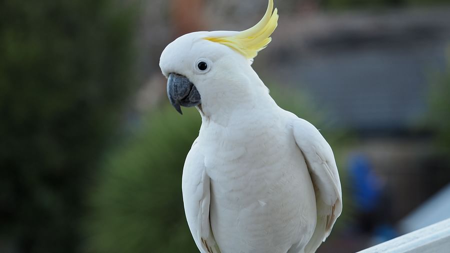 A cockatoo perched on a railing with a small tree in the background