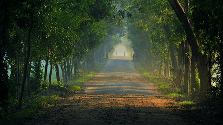 A straight road passes through a dense avenue of trees with morning mist, located near Khairi Resorts.