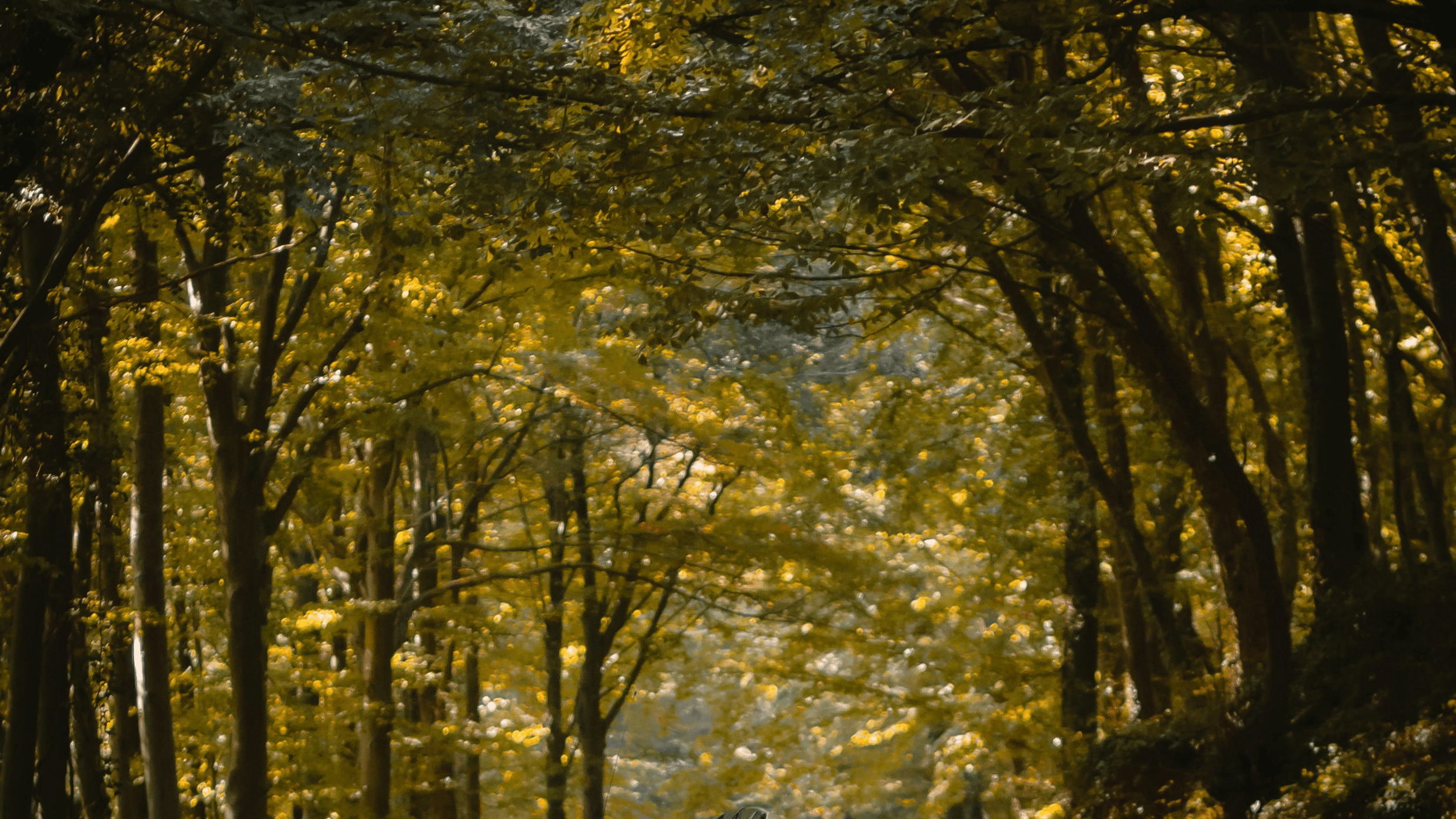 Jeep passing through a road covered with trees on both side. 