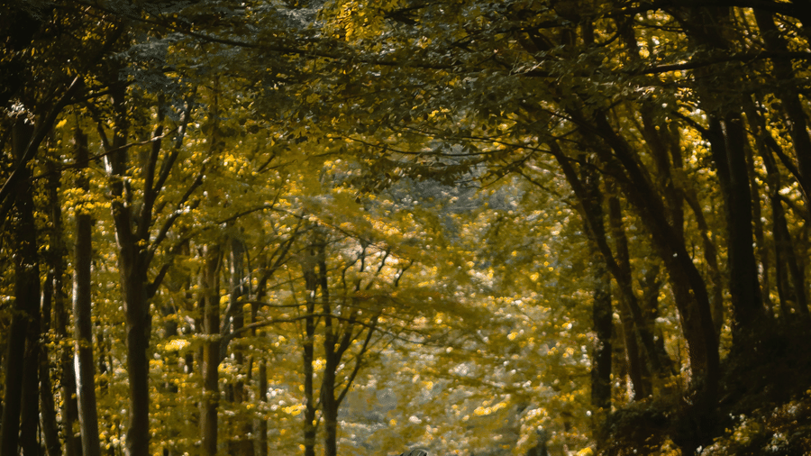 Jeep passing through a road covered with trees on both side. 
