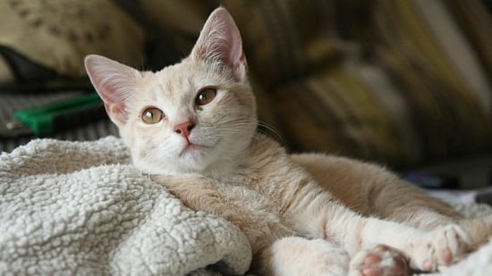 Picture of a cat resting