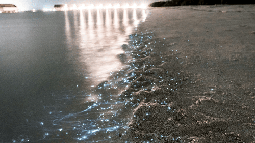 bioluminescence at beach