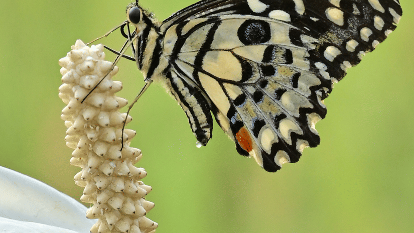 A vertical close-up of a lime butterfly perched on the pale spadix of an arum lily flower against a green background.