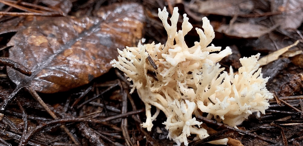 Close-up of a textured, coral-like fungus growing on a forest floor with leaves and debris.