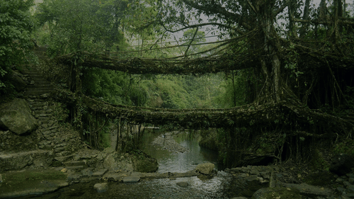 Living root bridge in shillong