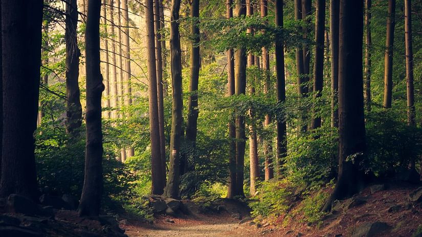 A sun-dappled dirt path winds through a dense forest of tall trees with green foliage