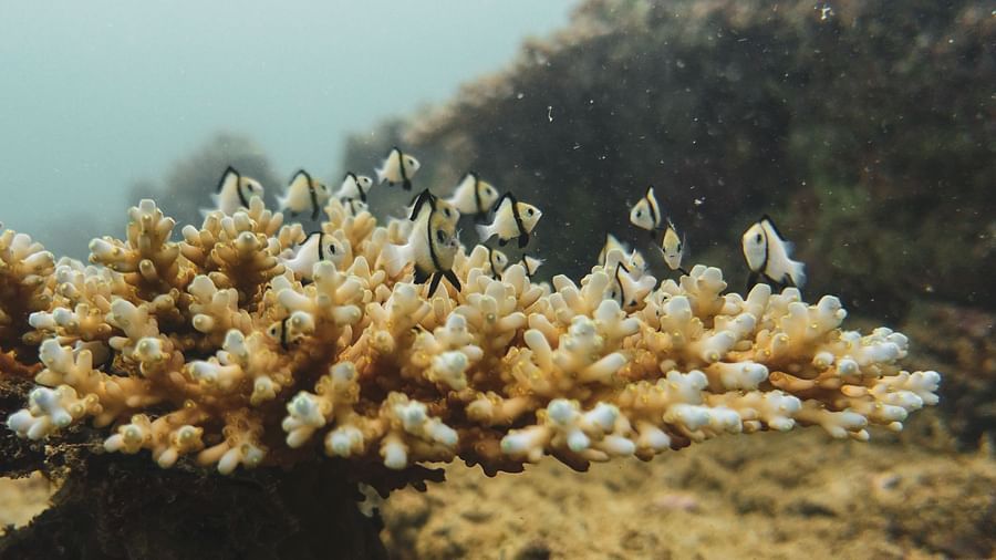 Damselfish Photo by Jack Percy