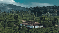 image of a hut situated in the middle of a vast lush green tea estate with a clear blue sky as the backdrop