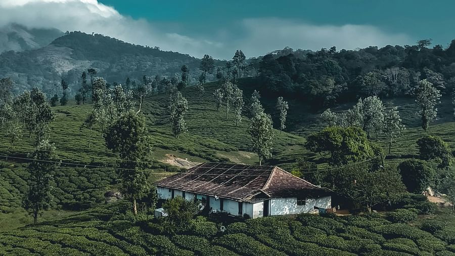 image of a hut situated in the middle of a vast lush green tea estate with a clear blue sky as the backdrop