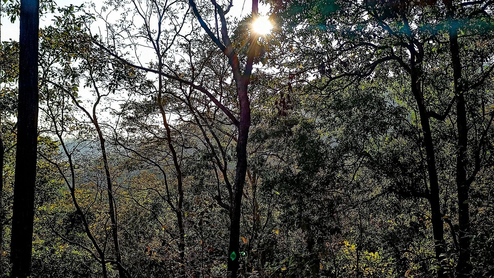 Sunlight filters through the sparse branches of leafless and leafy trees in a dense forest, highlighting the contrast between light and shadow.