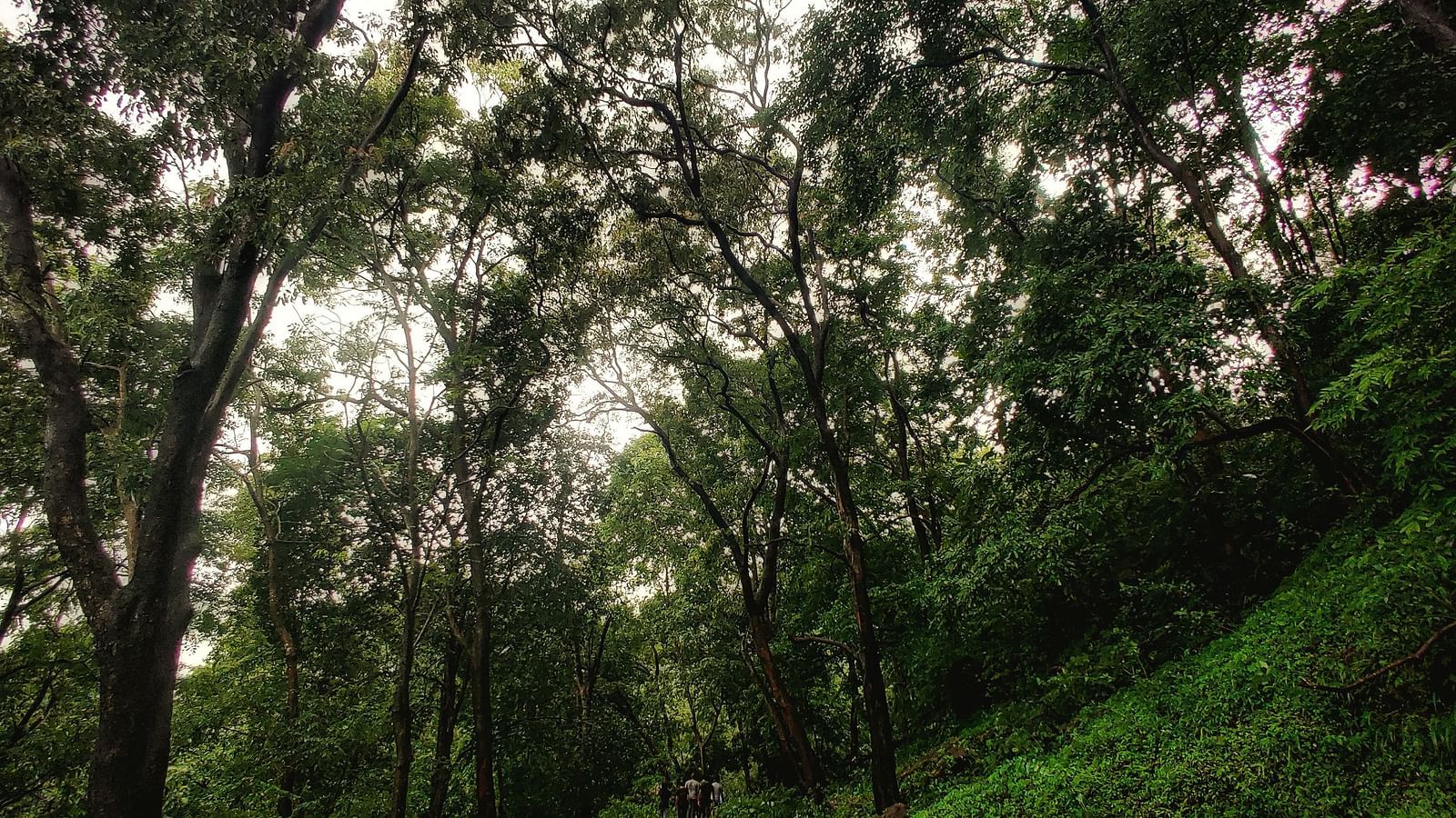 a pathway in the forest with tress on either side trees