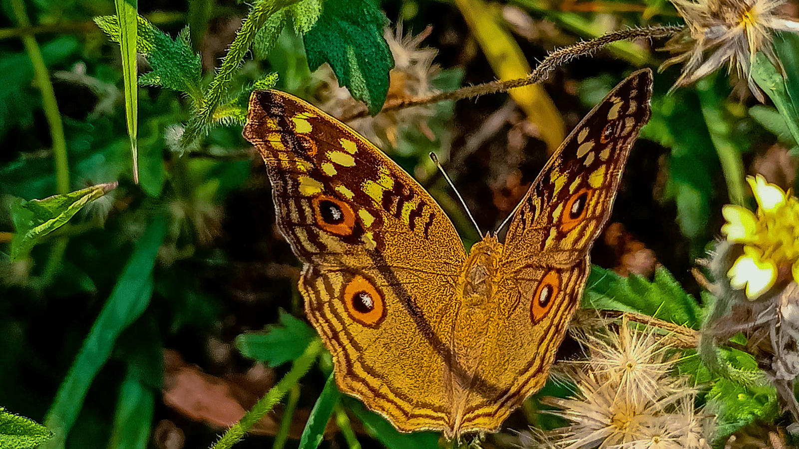 A beautiful butterfly on a branch.