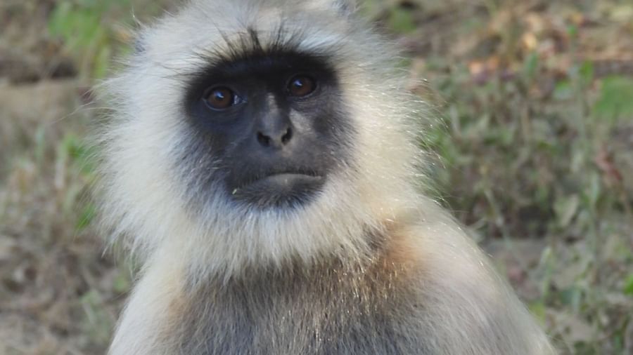 A gray langur monkey looks directly at the camera.